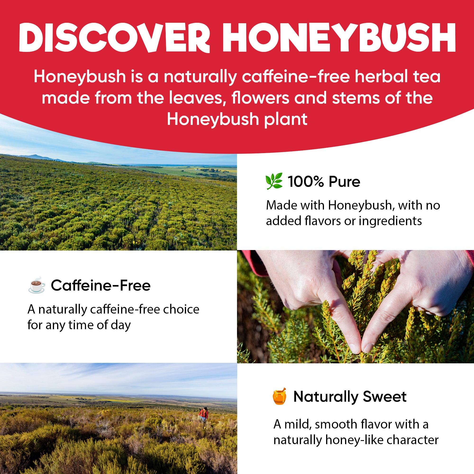 Honeybush feature graphic showing a green landscape, harvested plant material and a cup of tea.