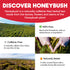 Honeybush feature graphic showing a green landscape, harvested plant material and a cup of tea.
